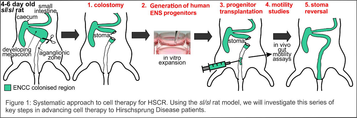 Figure 1: Systematic approach to cell therapy for HSCR using a rate model.