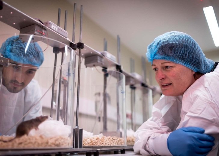 Male and female researcher look in at mouse in a glass cage wearing hairnets, gloves and gowns