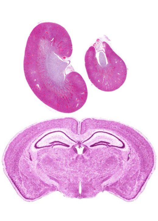 Histological image showing the study of tissue micro architecture