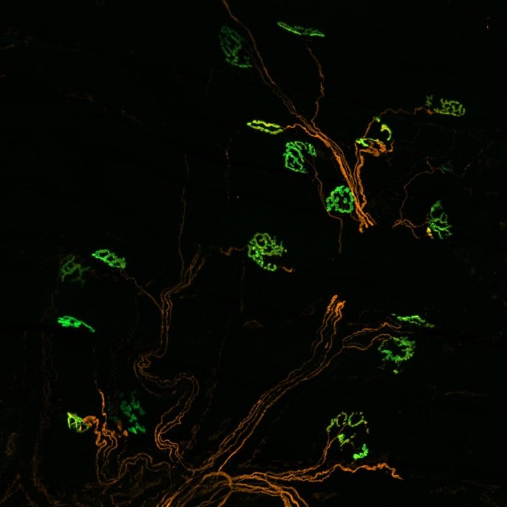 Tree of life How Neurons Connect Us All