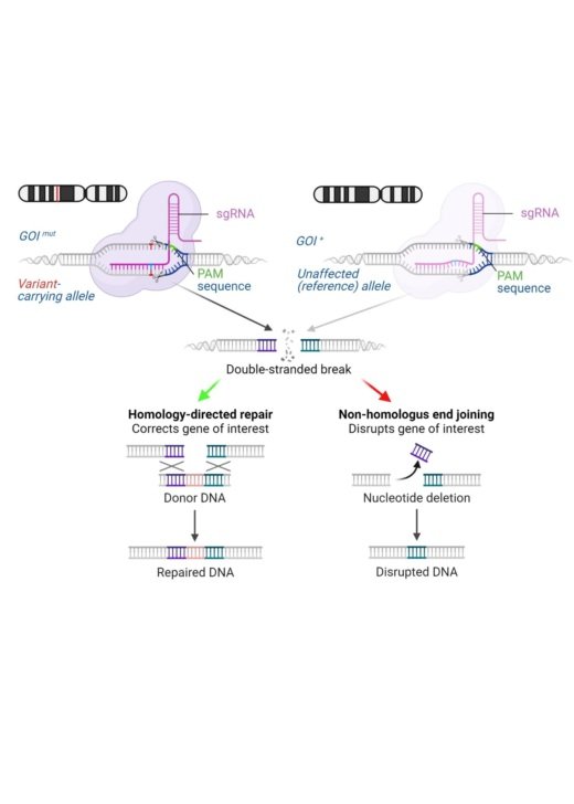 CRISPRCas-aided allele-specific gene variant correction