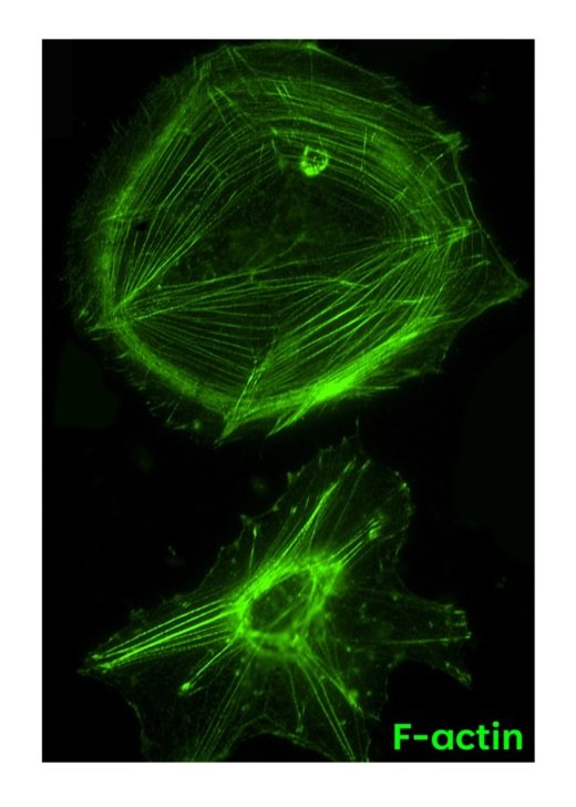 Human iPSC-derived astrocytes