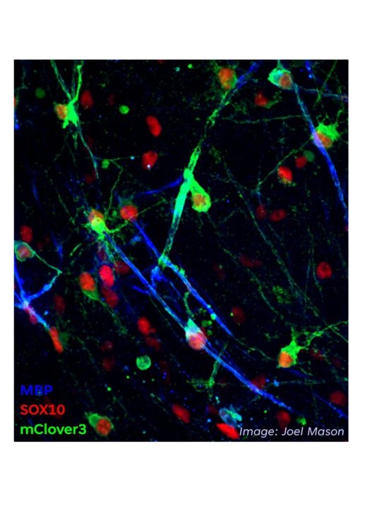 Myelinating oligodendrocytes