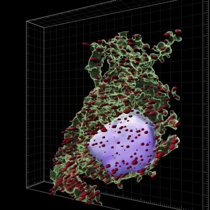 Cell-fie