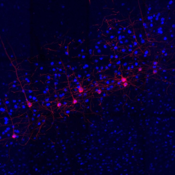Brain motor neurons expressing DREADD