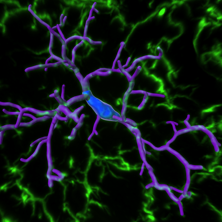 Ewe-nique Microglia