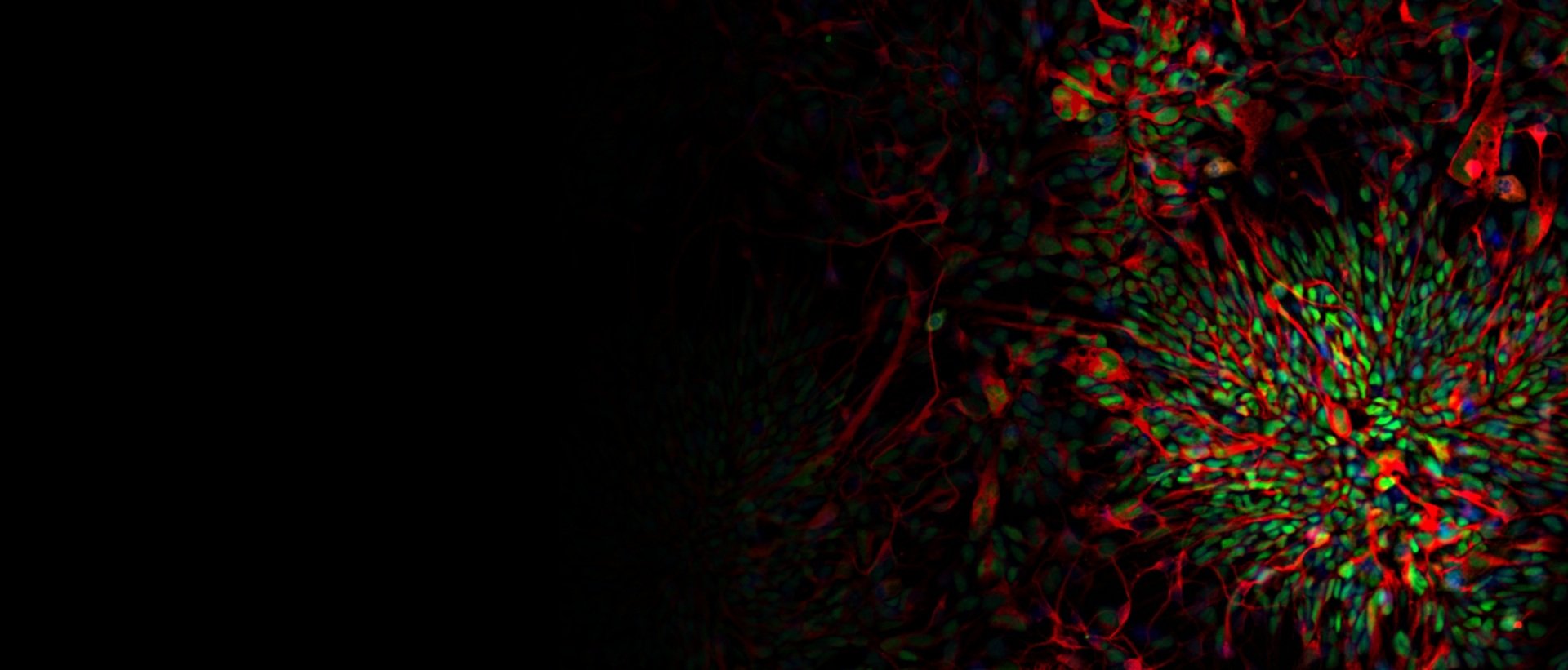 Neuropix banner 2026