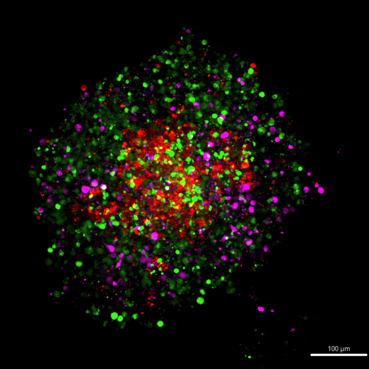 Neurovascular Galaxy