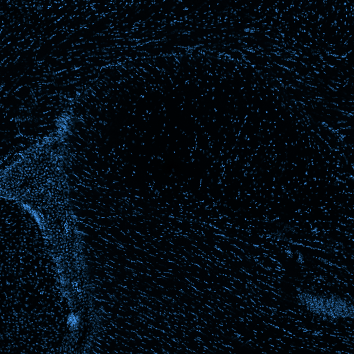 The Great Nuclear Tidal Wave