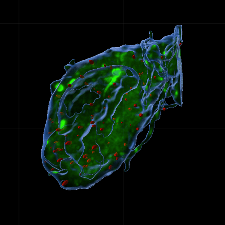 Varicella Neuron