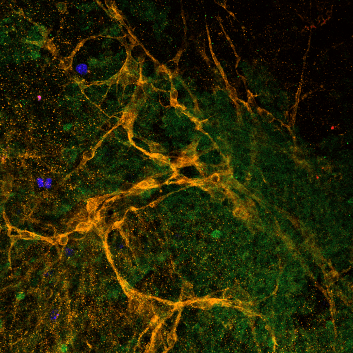Caught in an Oligo Web