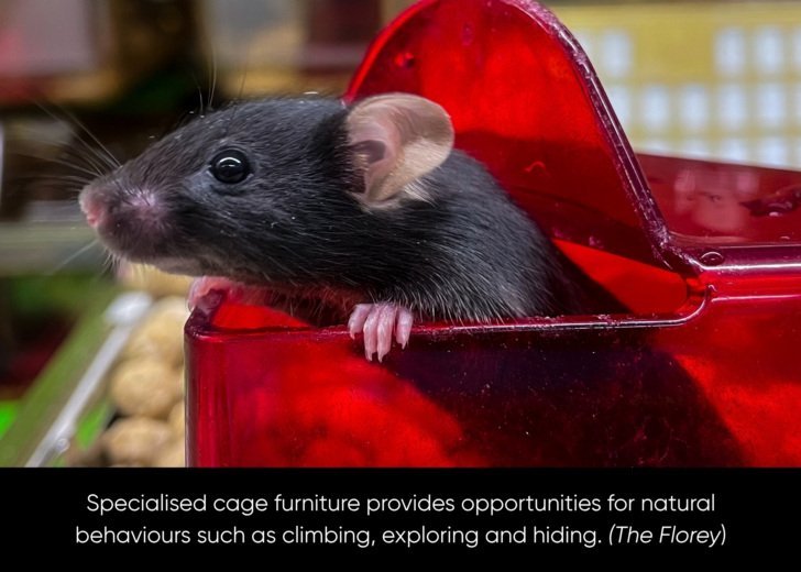 Mouse pokes its head outside red plastic container