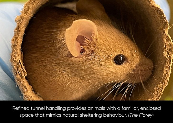 Mouse sits in cardboard tunnel inside the palm of a researcher's hand