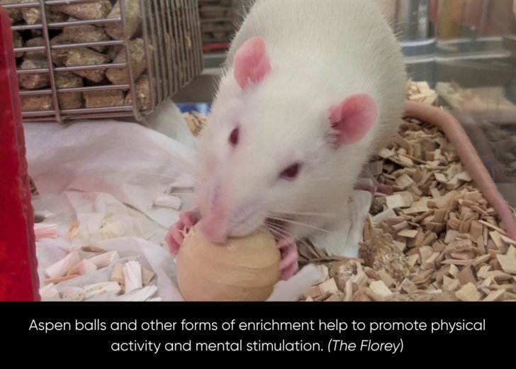 A rat holds and chews on on a wooden aspen ball