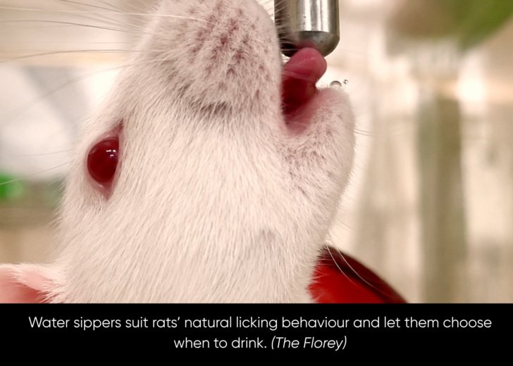A rat drinks water from a water sipper