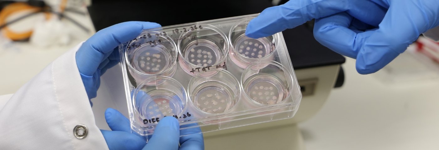Cell models inside plastic dish in laboratory